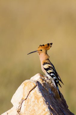 Sevimli kuş çemberi. Sarı doğa arka planı. Avrasya Çemberi. Upupa epops.