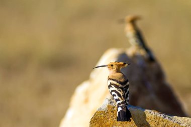 Sevimli kuş çemberi. Sarı doğa arka planı. Avrasya Çemberi. Upupa epops.