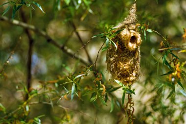 Sevimli kuş ve yuva. Yeşil doğal arka plan. Sıradan bir kuş. Avrasya Penduline Tit. Remiz pendulinus. 