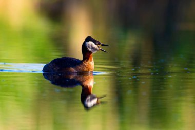 Yüzen kuş. Kuş: Yeşil, mavi doğa arka plan. Kırmızı boyunlu Grebe. Podiceps grisegena. 
