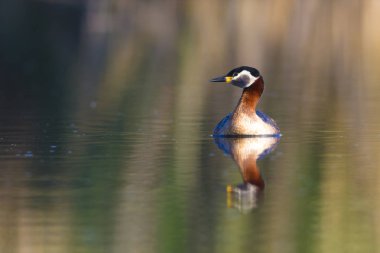 Yüzen kuş. Kuş: Yeşil, mavi doğa arka plan. Kırmızı boyunlu Grebe. Podiceps grisegena. 