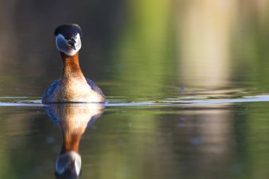 Yüzen kuş. Kuş: Yeşil, mavi doğa arka plan. Kırmızı boyunlu Grebe. Podiceps grisegena. 
