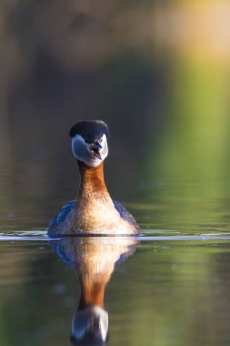 Yüzen kuş. Kuş: Yeşil, mavi doğa arka plan. Kırmızı boyunlu Grebe. Podiceps grisegena. 