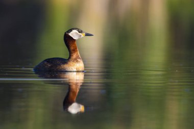 Yüzen kuş. Kuş: Yeşil, mavi doğa arka plan. Kırmızı boyunlu Grebe. Podiceps grisegena. 