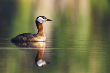 Yüzen kuş. Kuş: Yeşil, mavi doğa arka plan. Kırmızı boyunlu Grebe. Podiceps grisegena. 