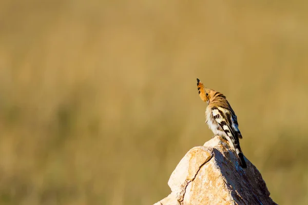 かわいい鳥のフープ 黄色の自然の背景 ユーラシア フーポエアップパエポップ — ストック写真