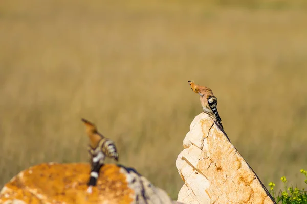 Cute Bird Hoopoe Fundo Natureza Amarela Eurasiática Hoopoe Épocas Upupa — Fotografia de Stock