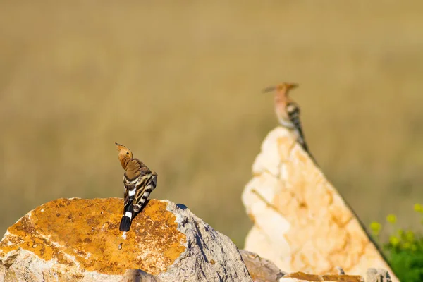 Cute Bird Hoopoe Yellow Nature Background Eurasian Hoopoe Upupa Epops — Stock Photo, Image