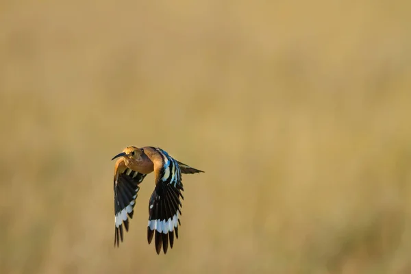 Jolie Huppe Oiseau Fond Nature Jaune Hoopoe Eurasien Upupa Epops — Photo