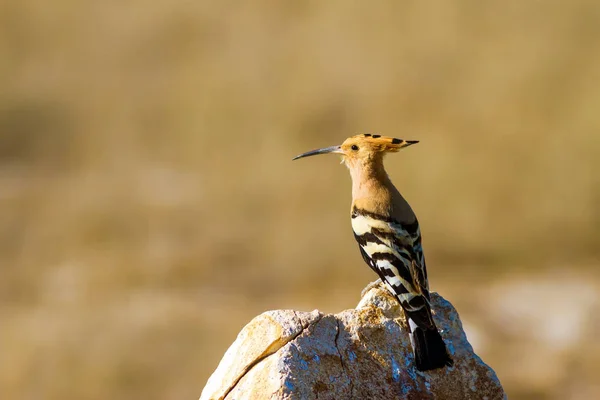 Niedlicher Vogel Wiedehopf Gelber Natur Hintergrund Eurasischer Wiedehopf Upupa Epops — Stockfoto