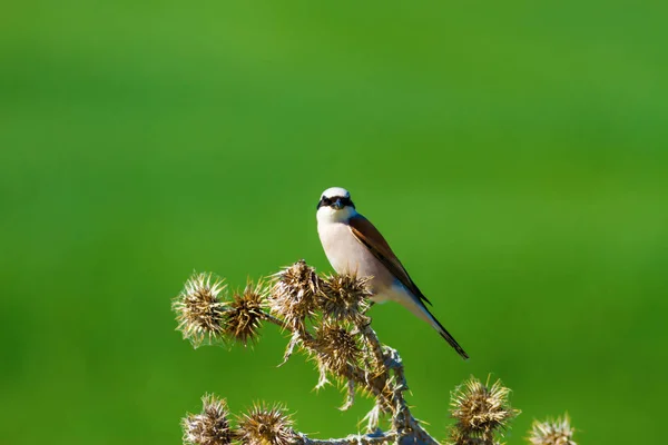 Nature and bird. Colorful nature background.