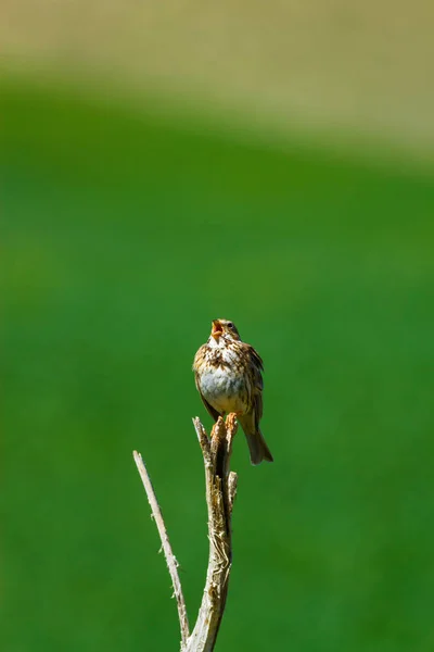 Śpiewający Ptak Zielone Tło Przyrodnicze Ptak Bunting Kukurydzy Trznadel Roślina — Zdjęcie stockowe