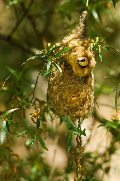 Doğa ve küçük kuş. Renkli doğa habtat arka plan. 