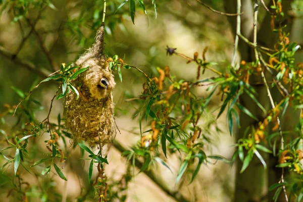 Cute Bird Nest Green Natural Background Common Bird Eurasian Penduline — Stock Photo, Image