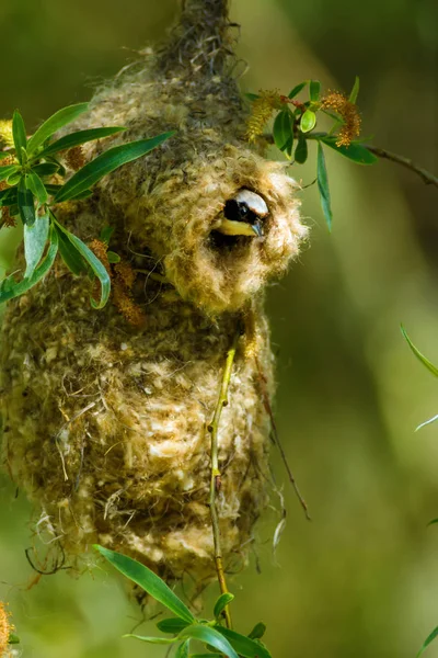 可爱的燕窝和巢 绿色自然背景 普通鸟 欧亚彭杜林蒂特雷米兹五月 — 图库照片