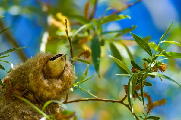 Sevimli kuş ve yuva. Yeşil doğal arka plan. Sıradan bir kuş. Avrasya Penduline Tit. Remiz pendulinus. 