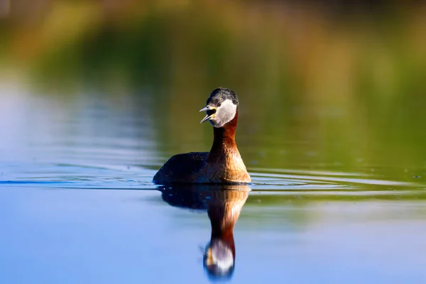 Úszás Madár Madár Zöld Kék Természet Háttér Vörösnyakú Vöki Podiceps — Stock Fotó