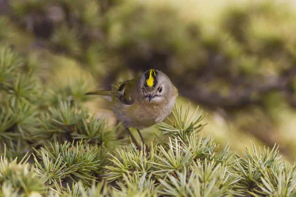 Nature Petit Oiseau Nature Colorée Habtat Fond — Photo