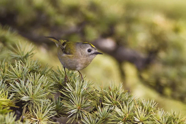 Doğa ve küçük kuş. Renkli doğa habtat arka plan. 