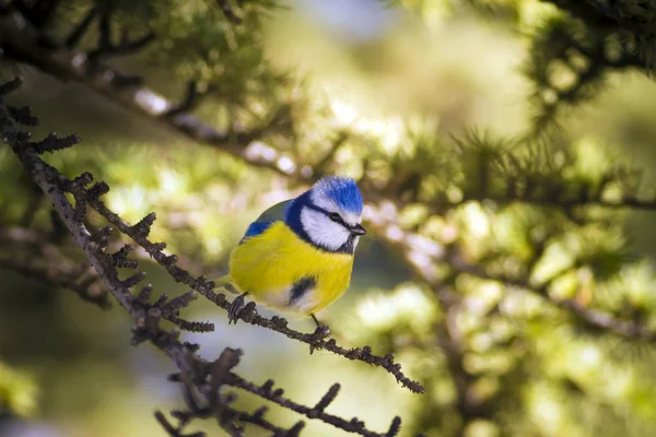Natuur Vogeltje Kleurrijke Natuur Habtat Achtergrond — Stockfoto