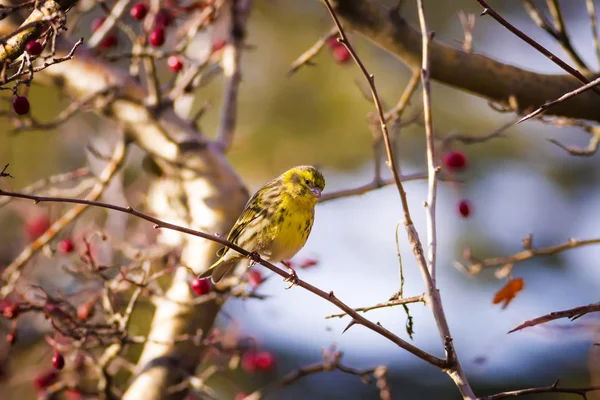 Nature Petit Oiseau Nature Colorée Habtat Fond — Photo