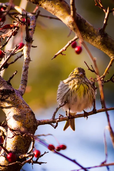 Natur Und Kleiner Vogel Bunte Natur Habtat Hintergrund — Stockfoto