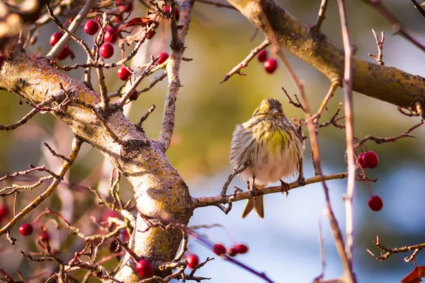 大自然和小鸟 五颜六色的自然服装背景 — 图库照片