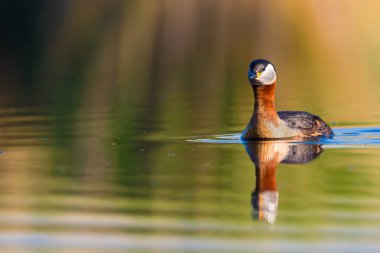 Yüzen kuş. Kuş: Yeşil, mavi doğa arka plan. Kırmızı boyunlu Grebe. Podiceps grisegena. 