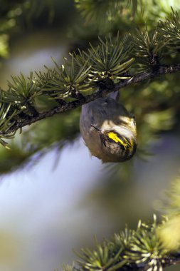 Sevimli küçük kuş Firecrest. Yeşil orman arka planı. 