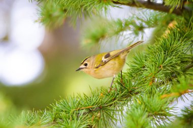 Sevimli küçük kuş Firecrest. Yeşil orman arka planı. 