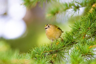 Sevimli küçük kuş Firecrest. Yeşil orman arka planı. 