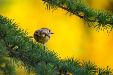Sevimli küçük kuş Firecrest. Yeşil orman arka planı. 