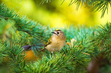Sevimli küçük kuş Firecrest. Yeşil orman arka planı. 