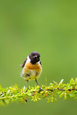 Yeşil doğa arka plan ve sevimli kuş Stonechat. 