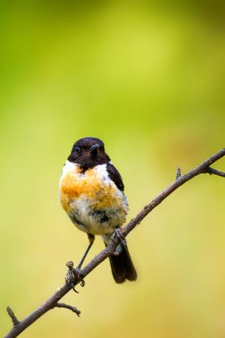 Yeşil doğa arka plan ve sevimli kuş Stonechat. 