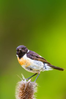 Yeşil doğa arka plan ve sevimli kuş Stonechat. 