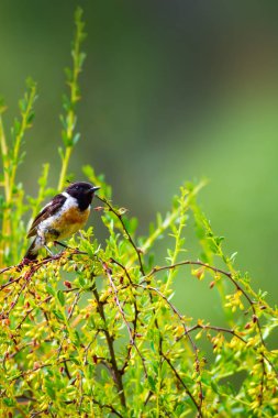 Yeşil doğa arka plan ve sevimli kuş Stonechat. 