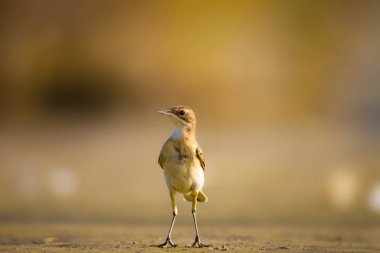 Doğa ve kuş. Renkli doğa arka plan.