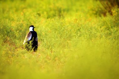 Yeşil doğa ve Spur Kanatlı Lapwing. Kuş: Spur kanatlı Lapwing. Vanellus spinosus.