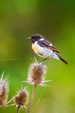 Sevimli küçük kuş Stonechat. Yeşil Doğa arka plan. Kuş: Avrupa Stonechat. Saxicola rubicola. 