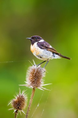 Sevimli küçük kuş Stonechat. Yeşil Doğa arka plan. Kuş: Avrupa Stonechat. Saxicola rubicola. 