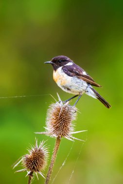 Sevimli küçük kuş Stonechat. Yeşil Doğa arka plan. Kuş: Avrupa Stonechat. Saxicola rubicola. 