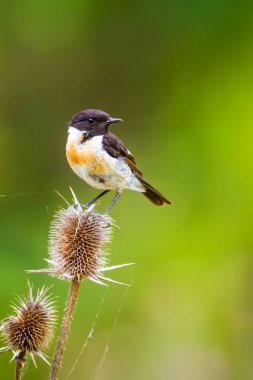 Sevimli küçük kuş Stonechat. Yeşil Doğa arka plan. Kuş: Avrupa Stonechat. Saxicola rubicola. 