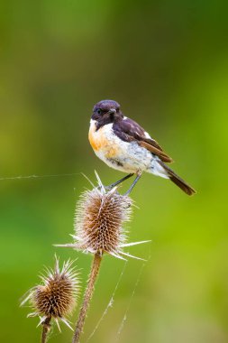 Sevimli küçük kuş Stonechat. Yeşil Doğa arka plan. Kuş: Avrupa Stonechat. Saxicola rubicola. 