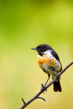 Sevimli küçük kuş Stonechat. Yeşil Doğa arka plan. Kuş: Avrupa Stonechat. Saxicola rubicola. 