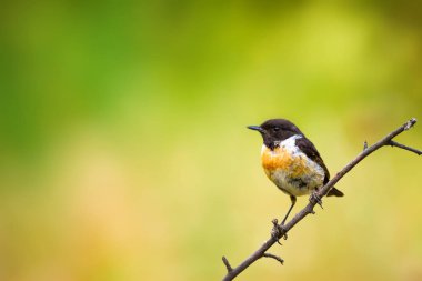 Sevimli küçük kuş Stonechat. Yeşil Doğa arka plan. Kuş: Avrupa Stonechat. Saxicola rubicola. 