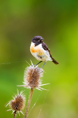 Sevimli küçük kuş Stonechat. Yeşil Doğa arka plan. Kuş: Avrupa Stonechat. Saxicola rubicola. 