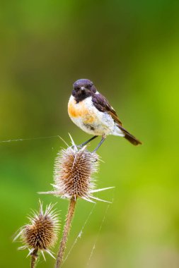 Sevimli küçük kuş Stonechat. Yeşil Doğa arka plan. Kuş: Avrupa Stonechat. Saxicola rubicola. 