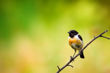 Sevimli küçük kuş Stonechat. Yeşil Doğa arka plan. Kuş: Avrupa Stonechat. Saxicola rubicola. 