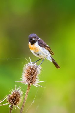 Sevimli küçük kuş Stonechat. Yeşil Doğa arka plan. Kuş: Avrupa Stonechat. Saxicola rubicola. 